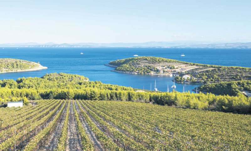 Uskoro kreće berba u ekološkom vinogradu vinarije Tomić u uvali Vira na Hvaru