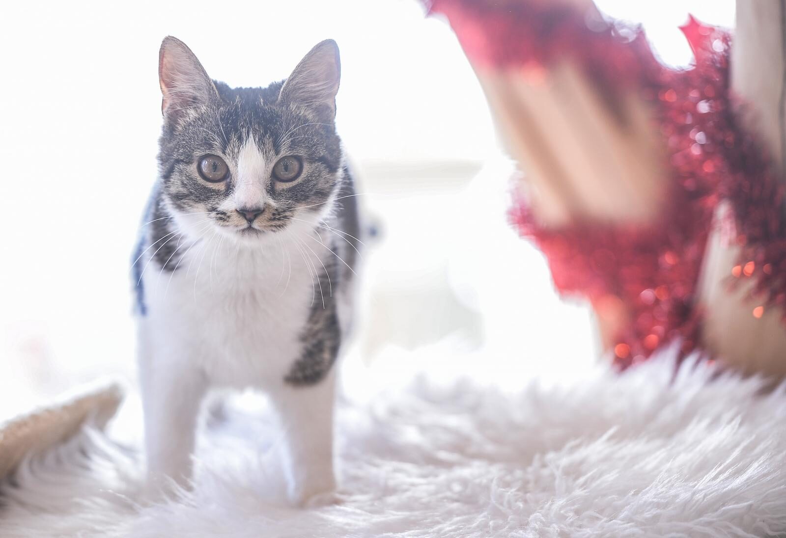 Foto: Marko Prpic/PIXSELL