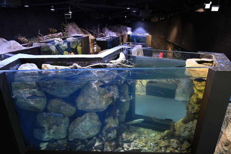 Foto: Davor Visnjic/PIXSELL