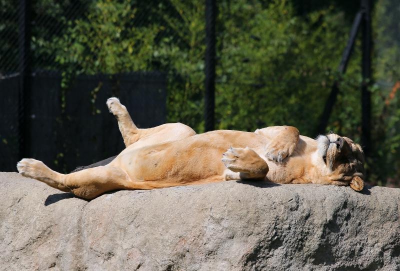 Foto: Jurica Galoić / Pixsell