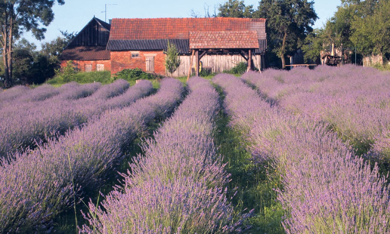 U mjestu Šumećani polje je na brežuljku okrenutom suncu i jugu, što je najpogodnija lokacija za uzgo