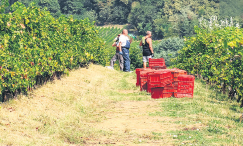 Berba u kutjevačkoj vinariji Krauthaker