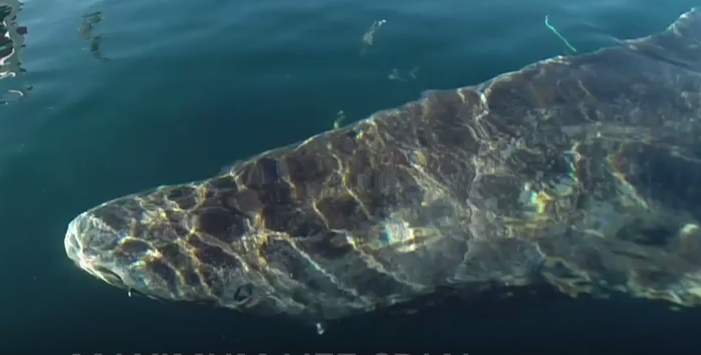 FOTO: Screenshot/YouTube