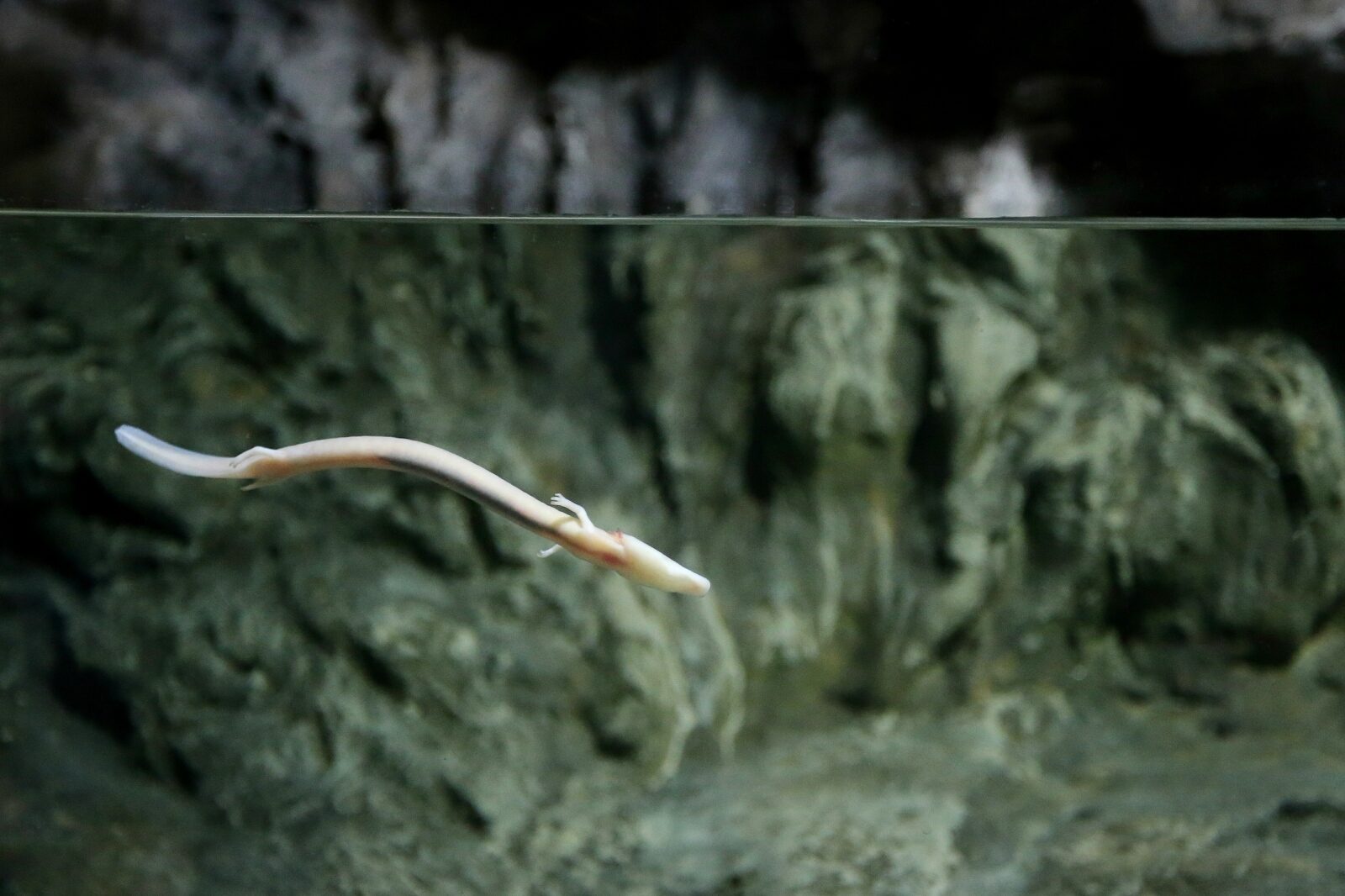 Foto: Davorin Višnjić / Pixsell