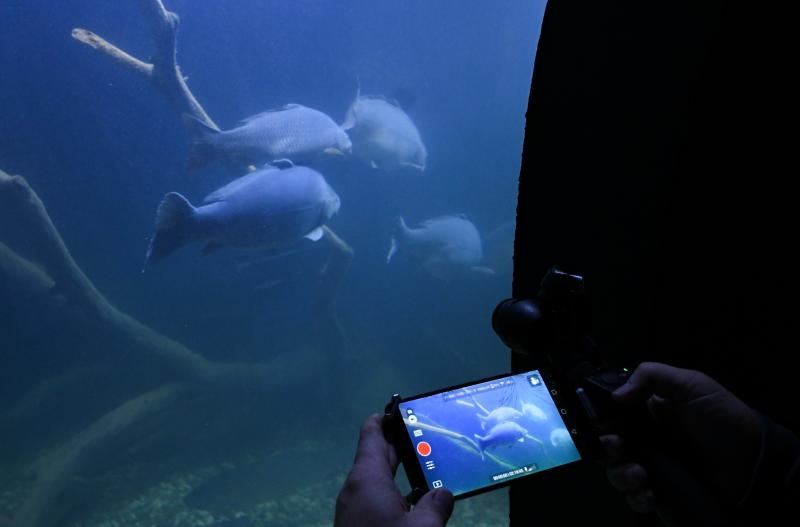 Foto: Davor Visnjic/PIXSELL