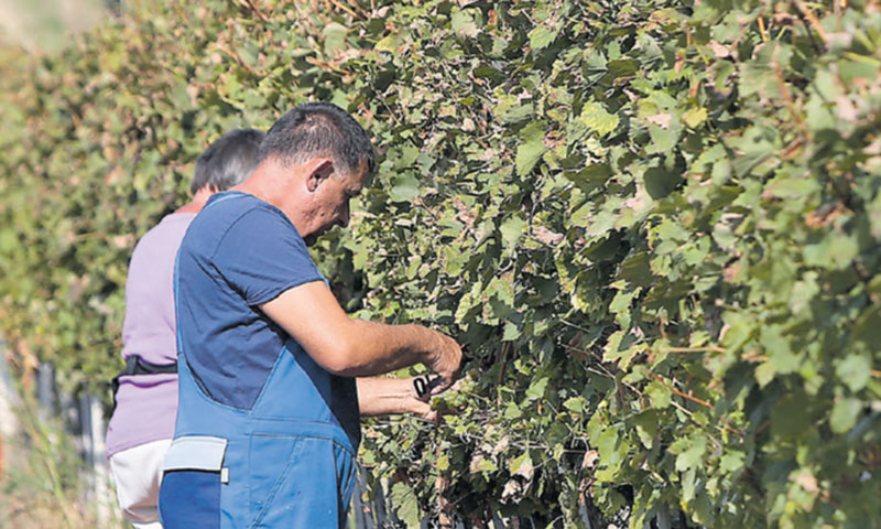 U Istri je započela berba, baš kao u Slavoniji/Marko Mrkonjić/PIXSELL