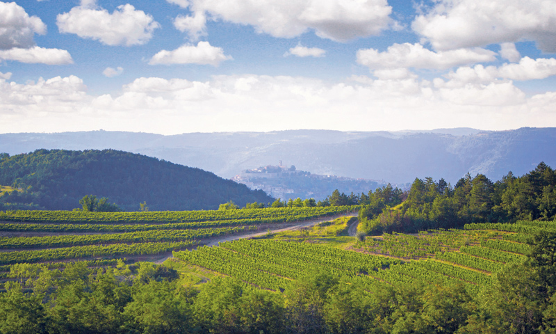 Iako bi grožđa moglo biti manje njegova kvaliteta će neupitno biti visoka
