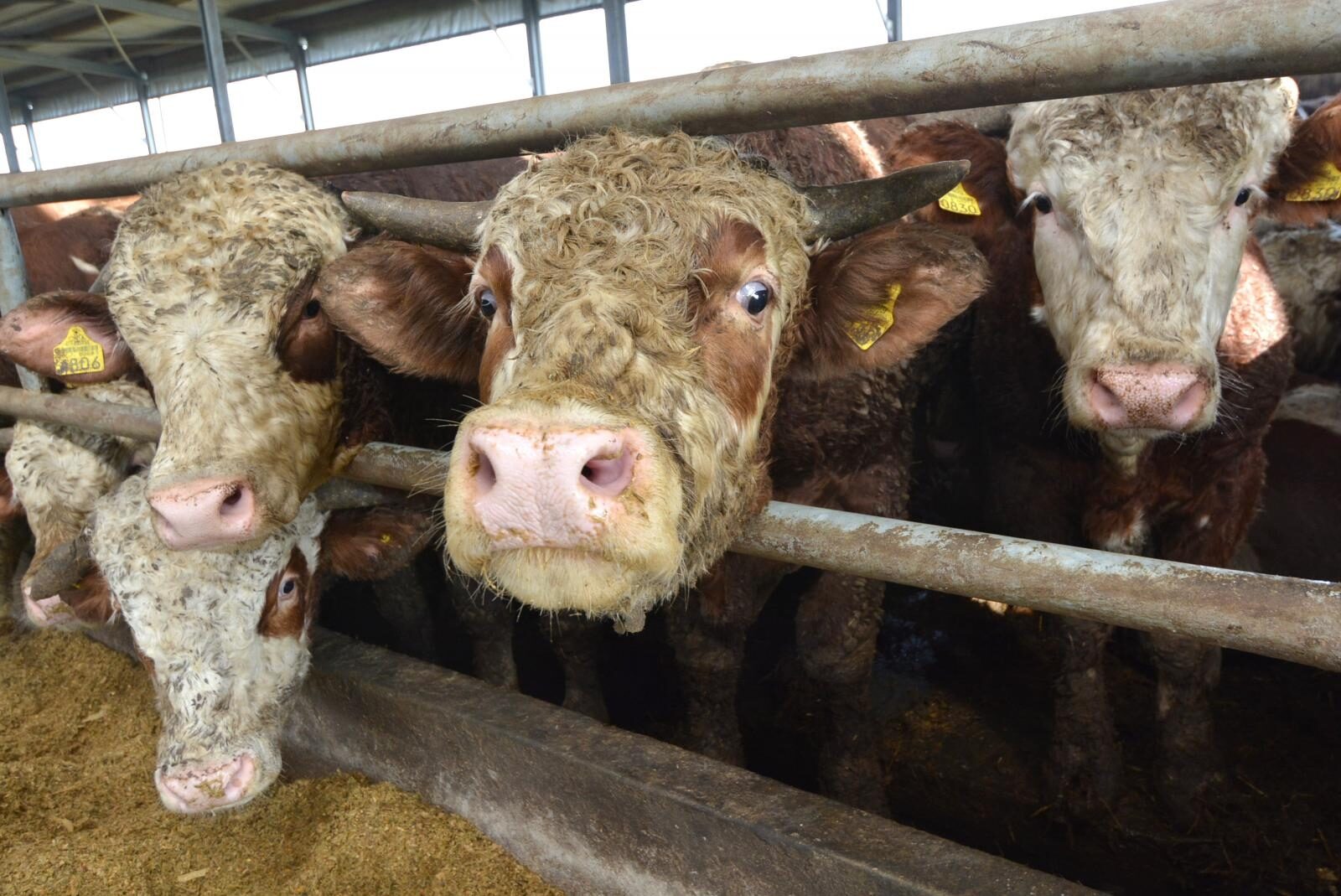 Foto: Damir Spehar/PIXSELL/Ilustracija