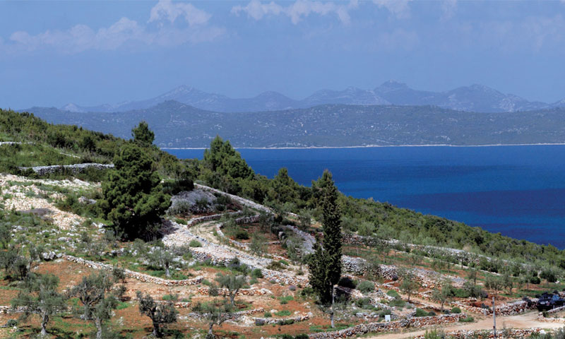 Maslinik u selu Žman prostire se na pet hektara, tradicija maslinarstva u obitelji datira iz 1607.