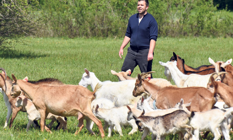 Koza je, prema DZS-u, u Hrvatskoj oko 100.000, što je povećanje od oko 16 posto/Dino Stanin/PIXSELL