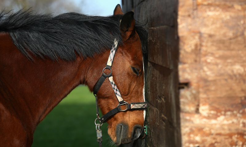 Foto: Željko Lukunić / Pixsell