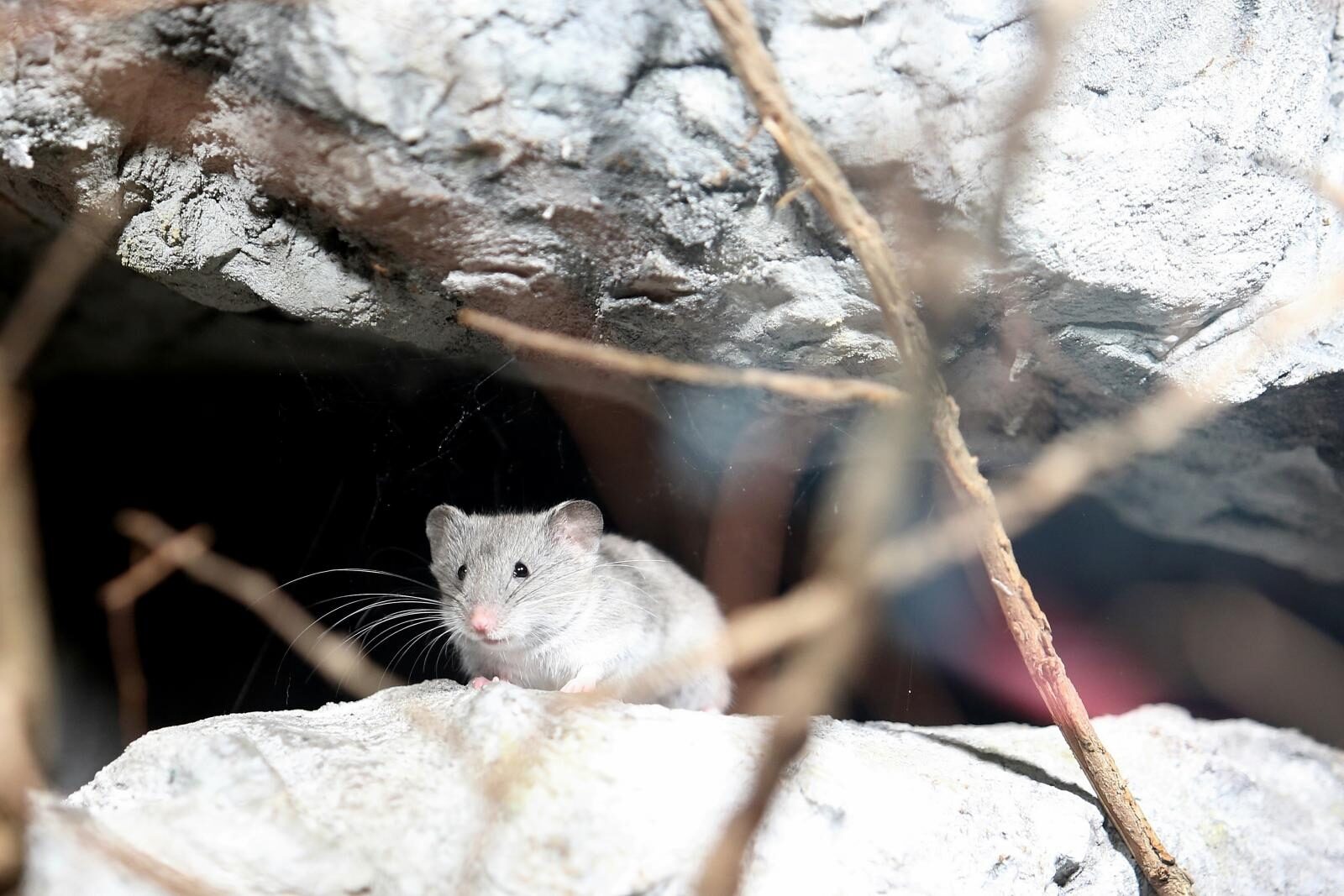 Foto: Davorin Višnjić / Pixsell