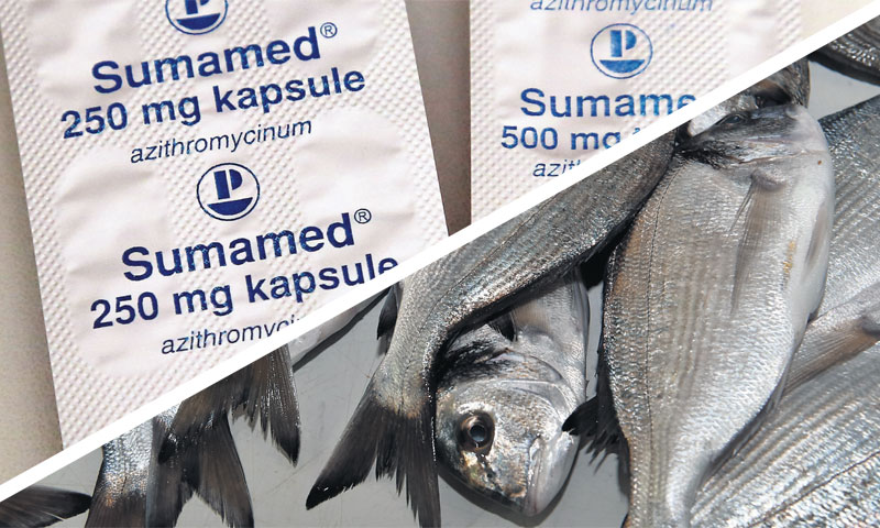 Naši prvaci u Italiji su Vetropack, Cromaris i Aluflexpac, a u Njemačkoj Haix obuća, Pliva i E.G.O./