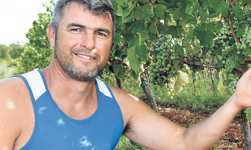 Vinar Daniel Bastijančić u svom vinogradu u Brajkovićima/Duško Marušić/PIXSELL