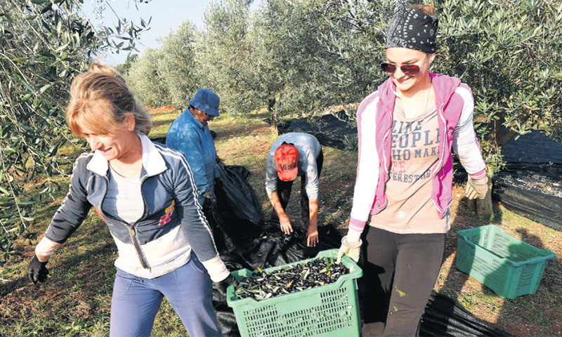 Proizvodnja maslina i vina/Duško Marušić/PIXSELL