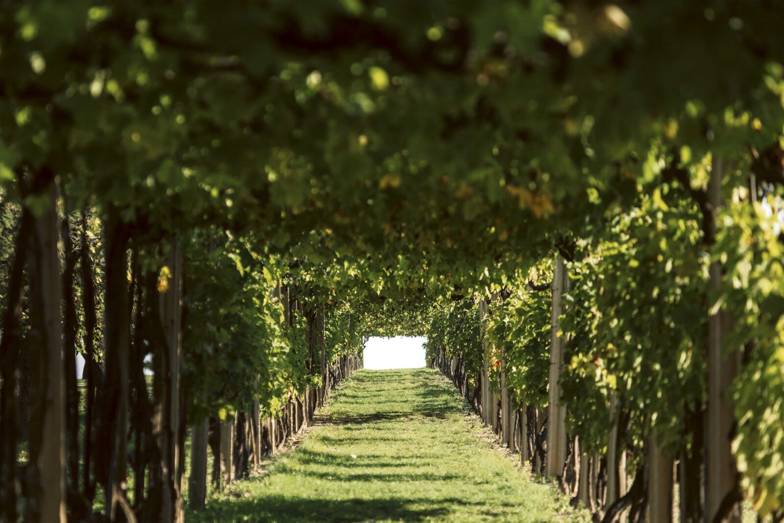 Fotografije: Jadran Babić i Erdutski vinogradi