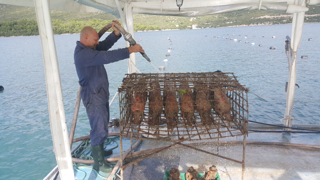 Foto: http://www.edivovina.hr/gallery