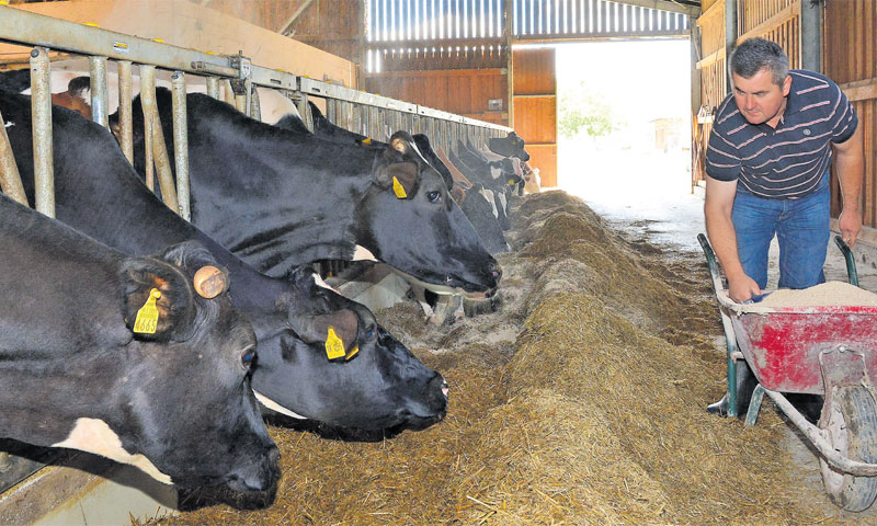 Očekuje se i veća globalna potražnja za mlijekom/Ivica Galović/PIXSELL