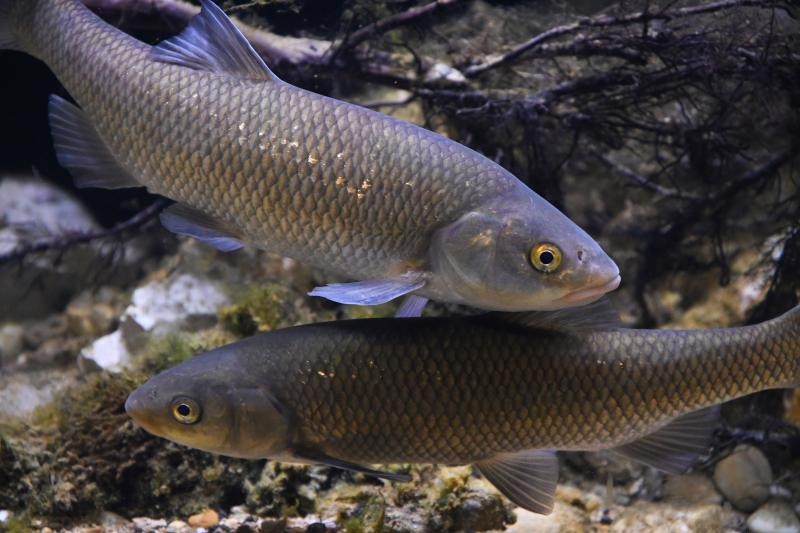 Foto: Davor Visnjic/PIXSELL