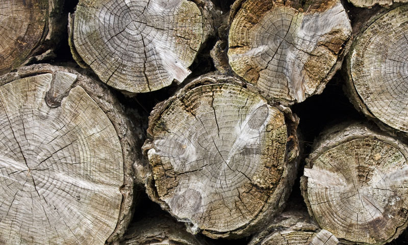 77,2 milijuna eura lanjska je vrijednost izvoza hrvatskih trupaca/Thinkstock