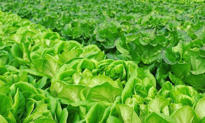 Salate nastavljaju rasti i u domu kupca