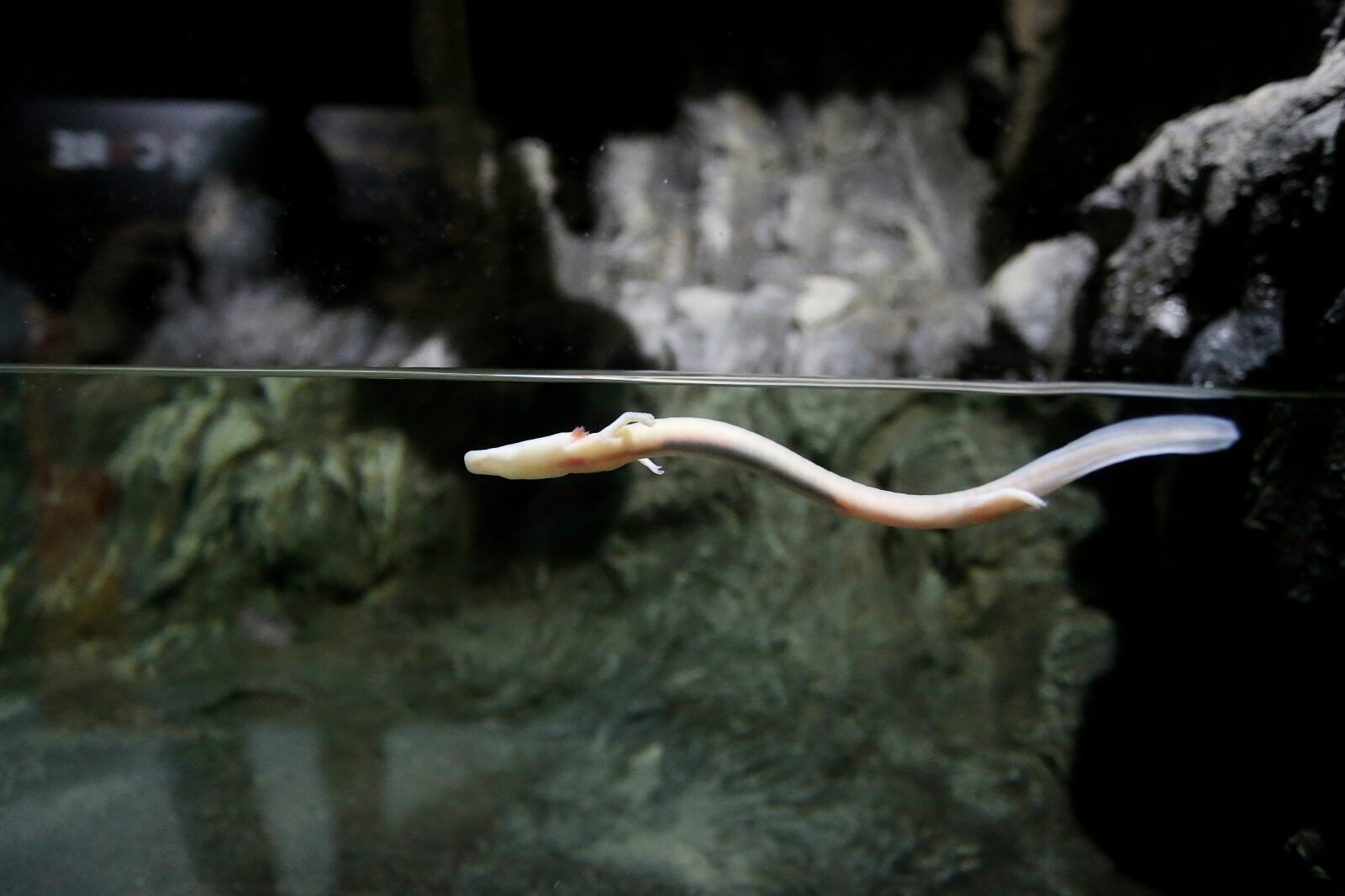 Foto: Davorin Višnjić / Pixsell