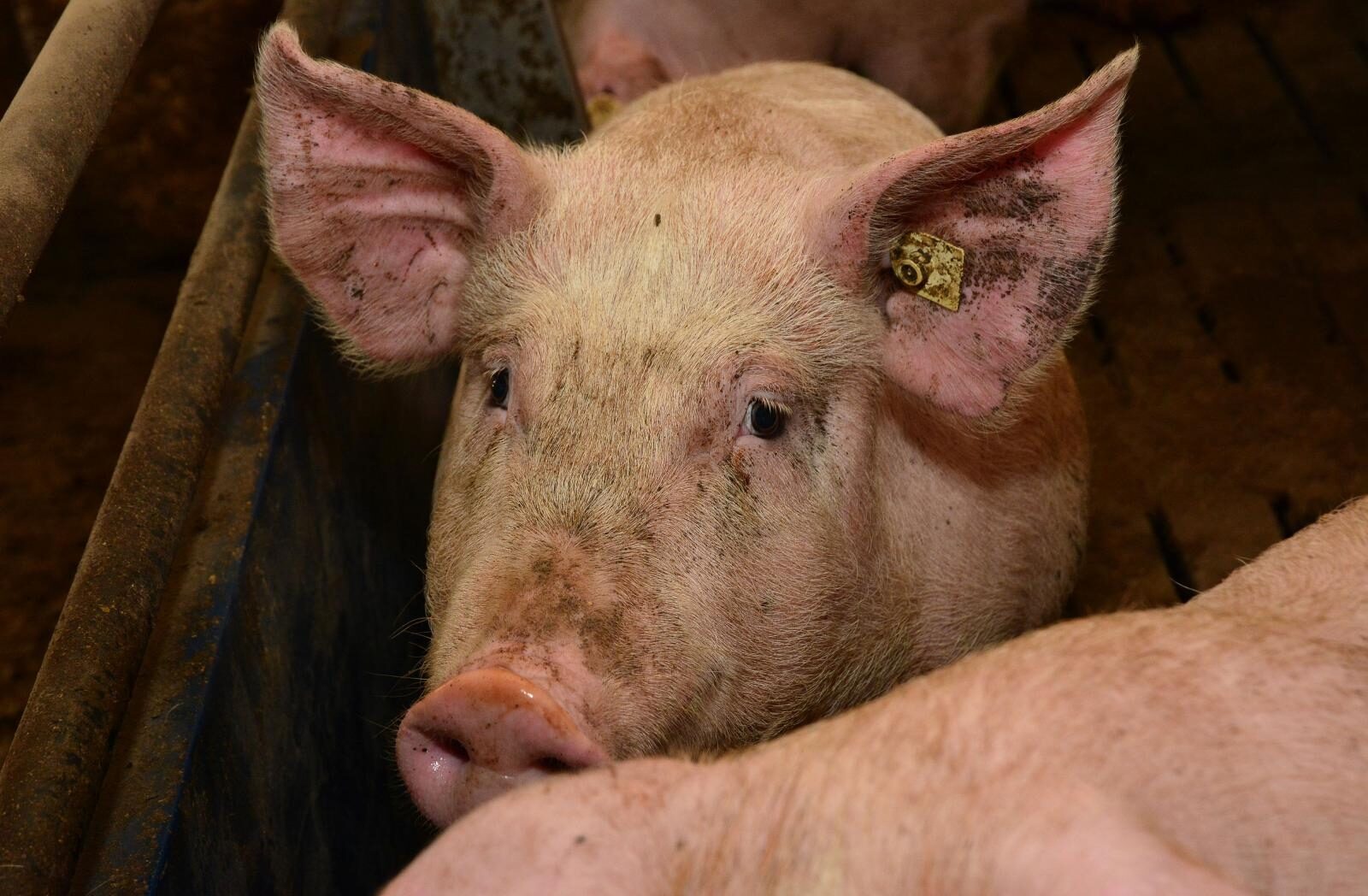 Foto: Ivica Galović / Pixsell