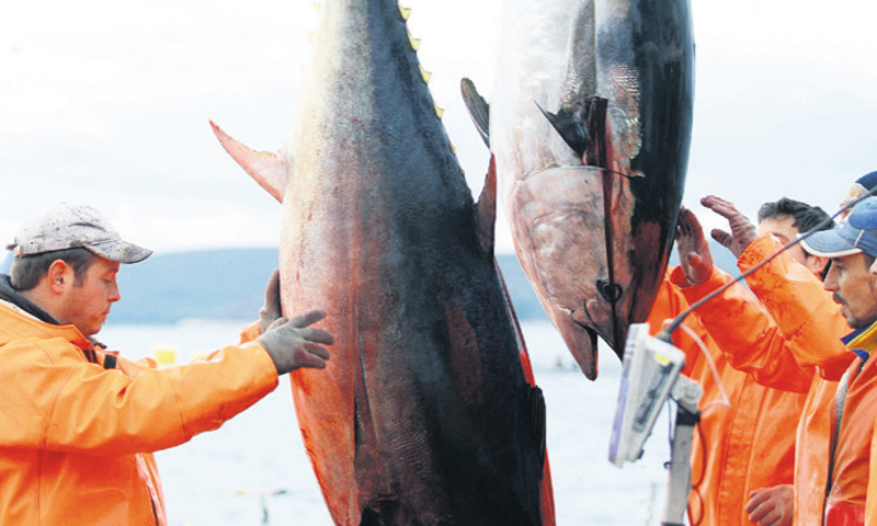 Kali Tuna s Ugljana bit će još konkurentnija/Željko Mršić/PIXSELL