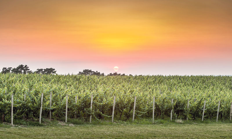 Luksuzni apartmani u Iločkim podrumima su usred vinograda/ILOČKI PODRUMI, MARKO ČOLIĆ