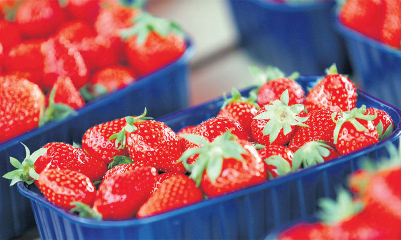 Neki dobavljači nisu mogli osigurati potrebne količine, kažu u Plodinama/Duško Jaramaz/PIXSELL