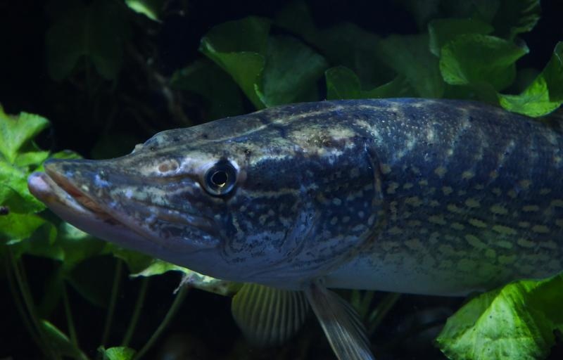 Foto: Davor Visnjic/PIXSELL