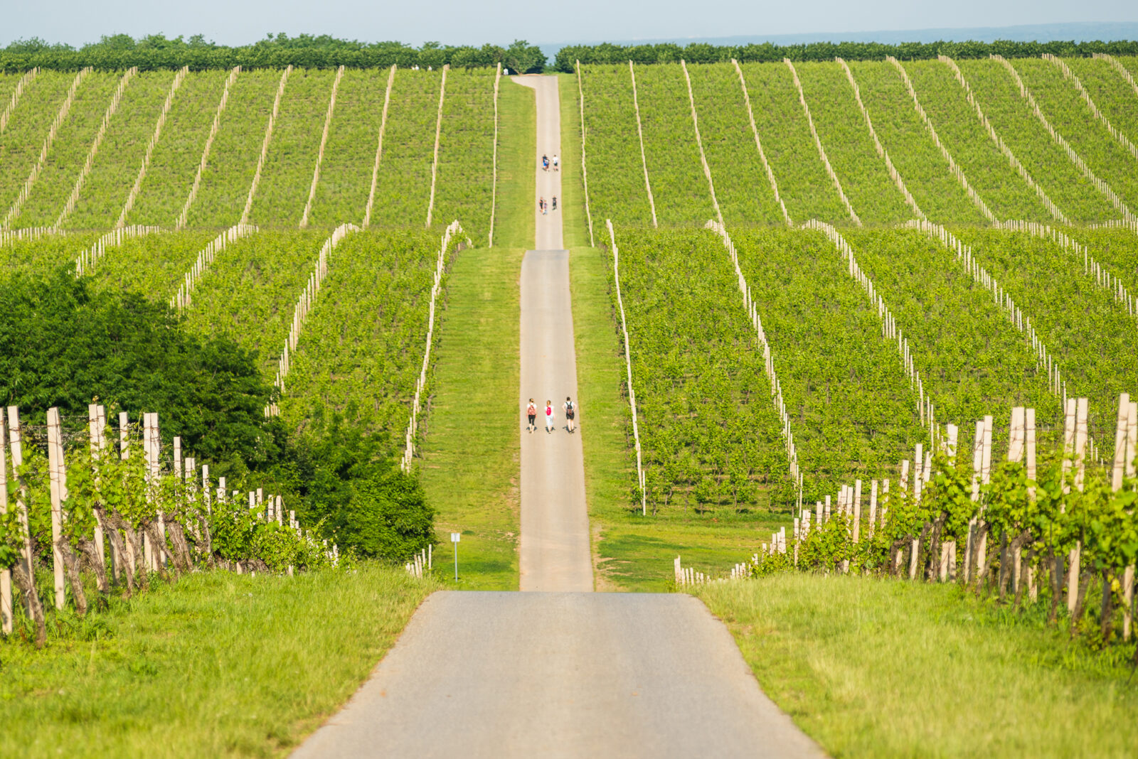 Baranjski vinogradi_Nenad Milić