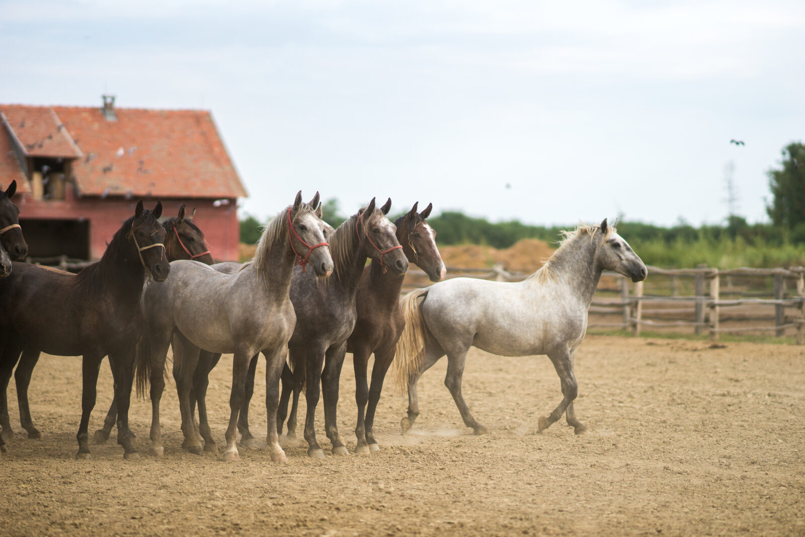 Državna ergela -Lipicanci_Denis Despot