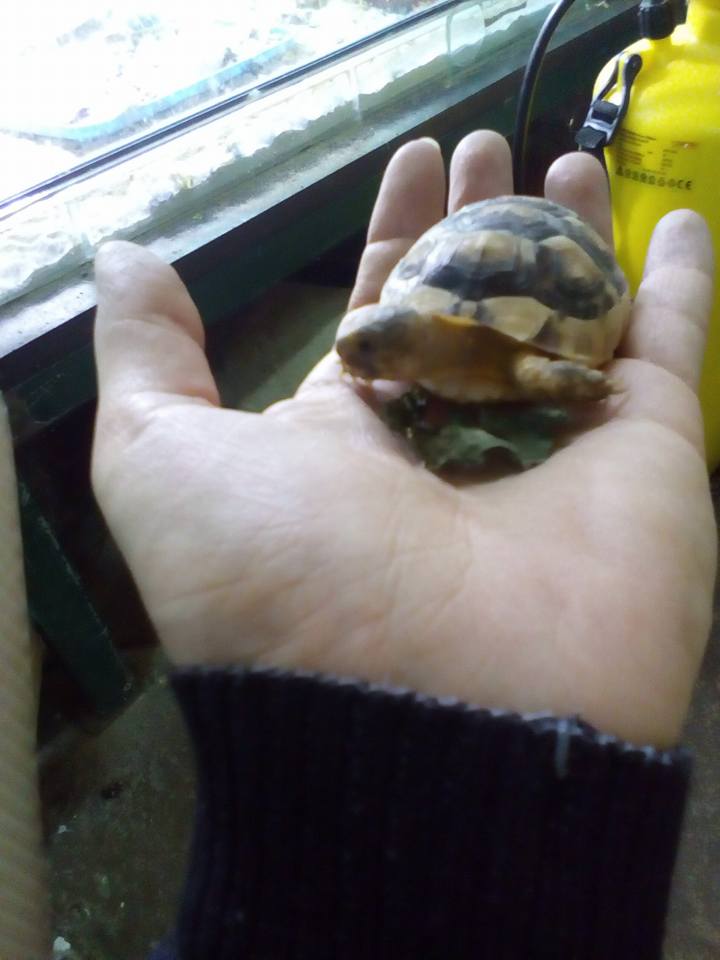 Spašavanje bebe čančare