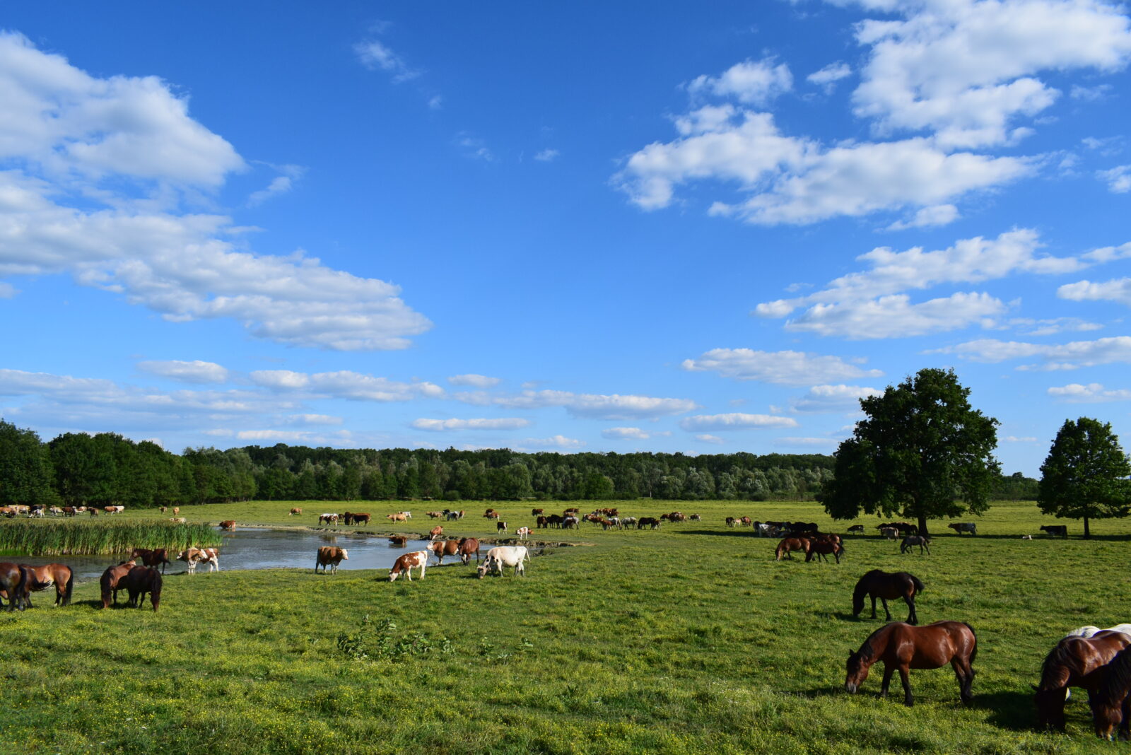 Lonjsko polje, autor Valentina Masten
