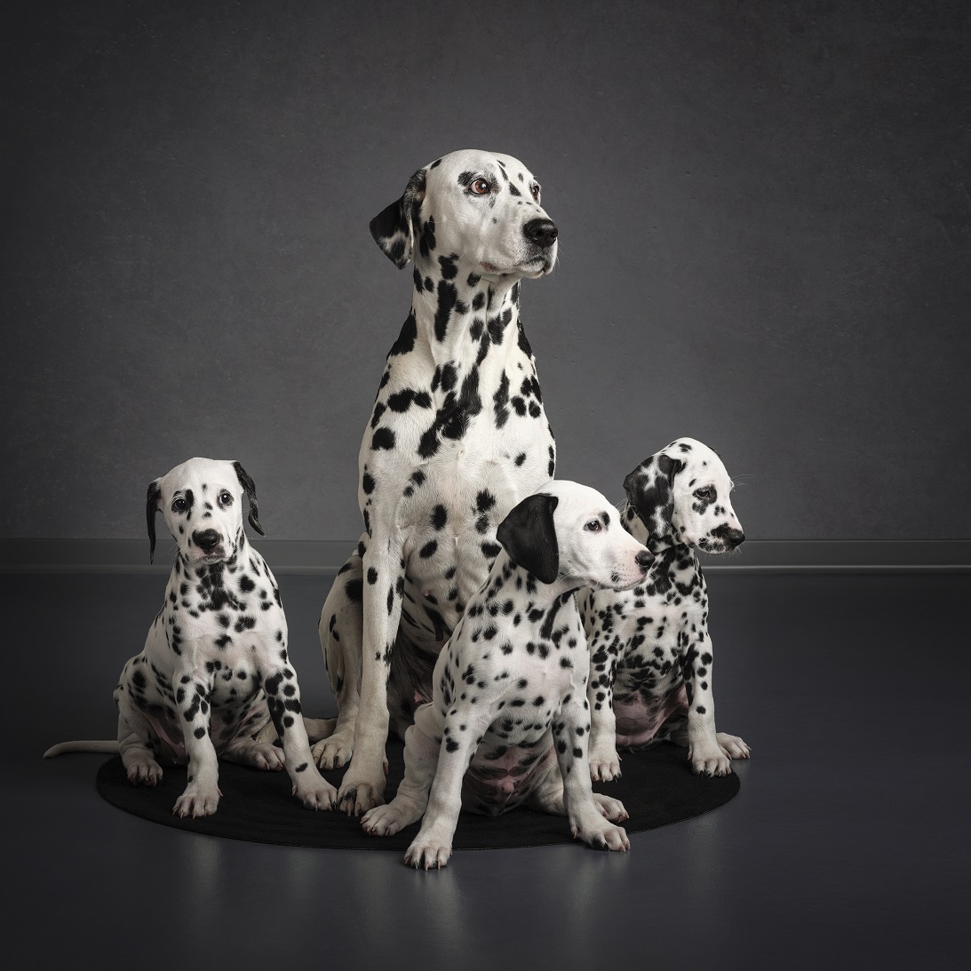 Dalmatinci HKN_photo_DSF5563 FINAL