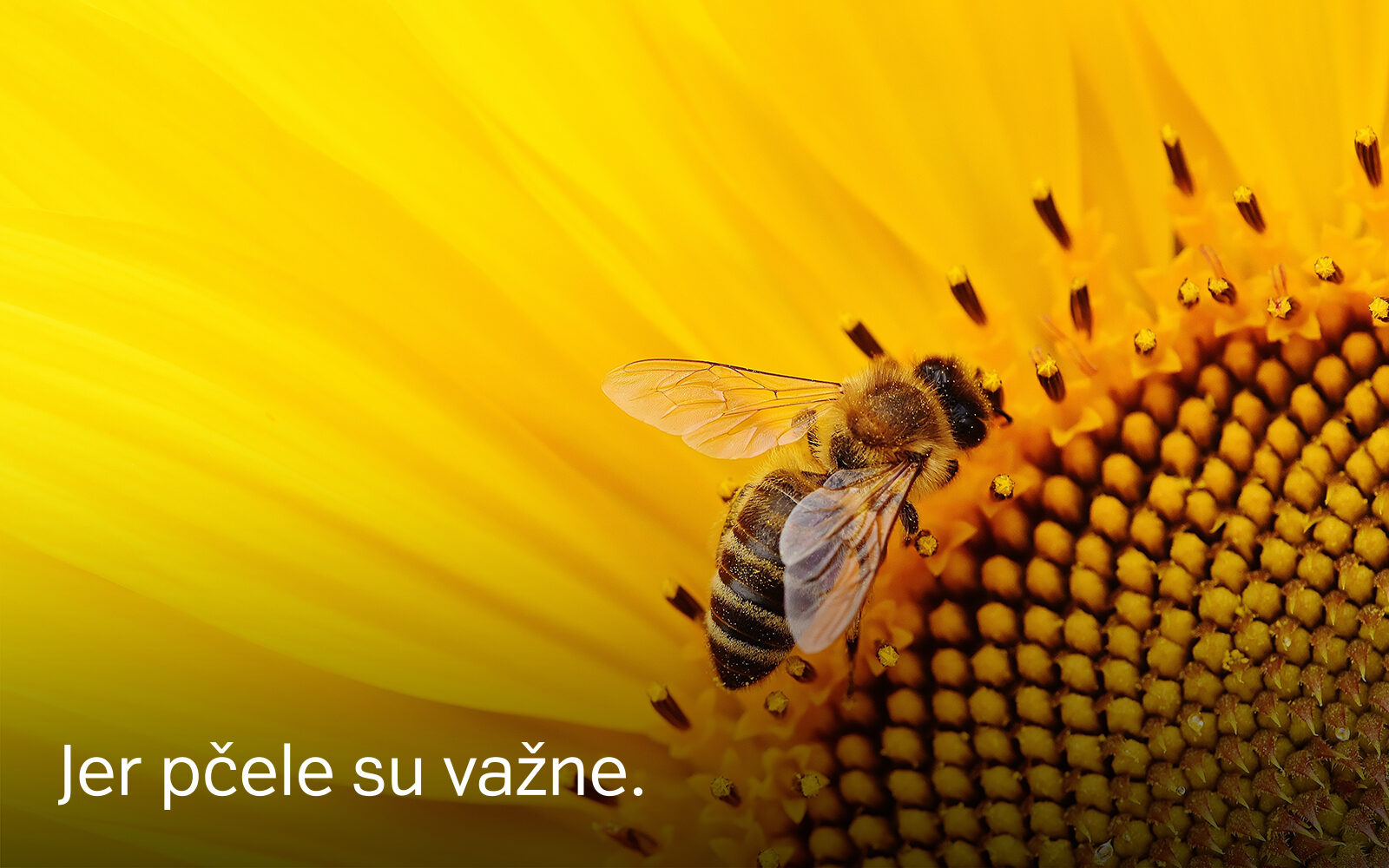 A1_gigaBEEtno_1600x1000px