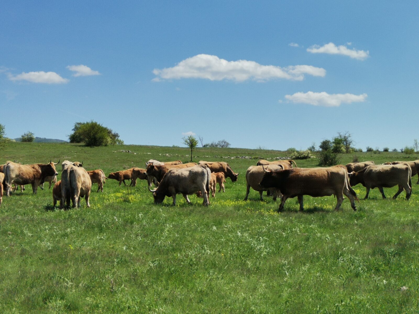 krave na ispaši iznad farme (1)