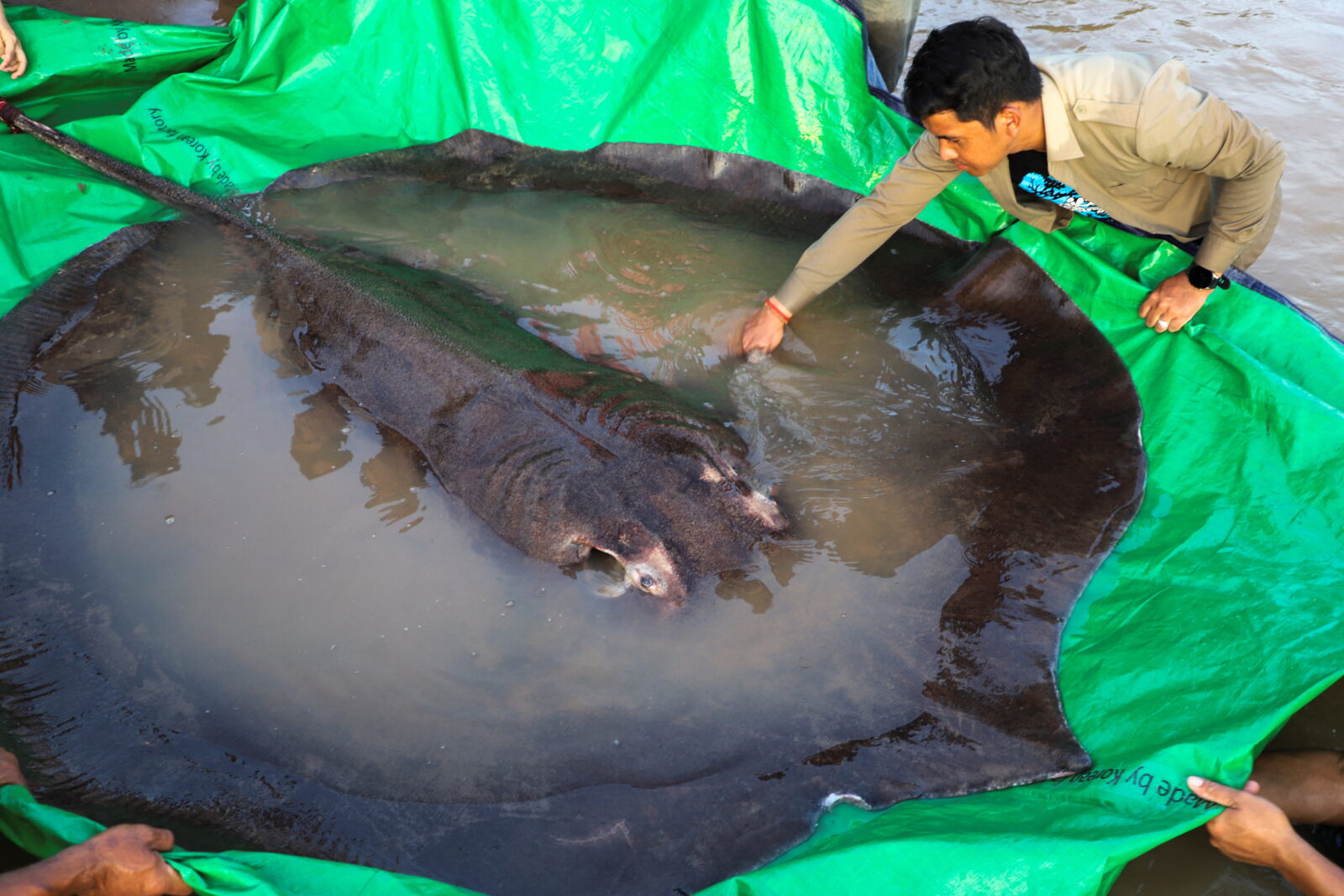 Scientists say they found world’s largest freshwater fish in Mekong