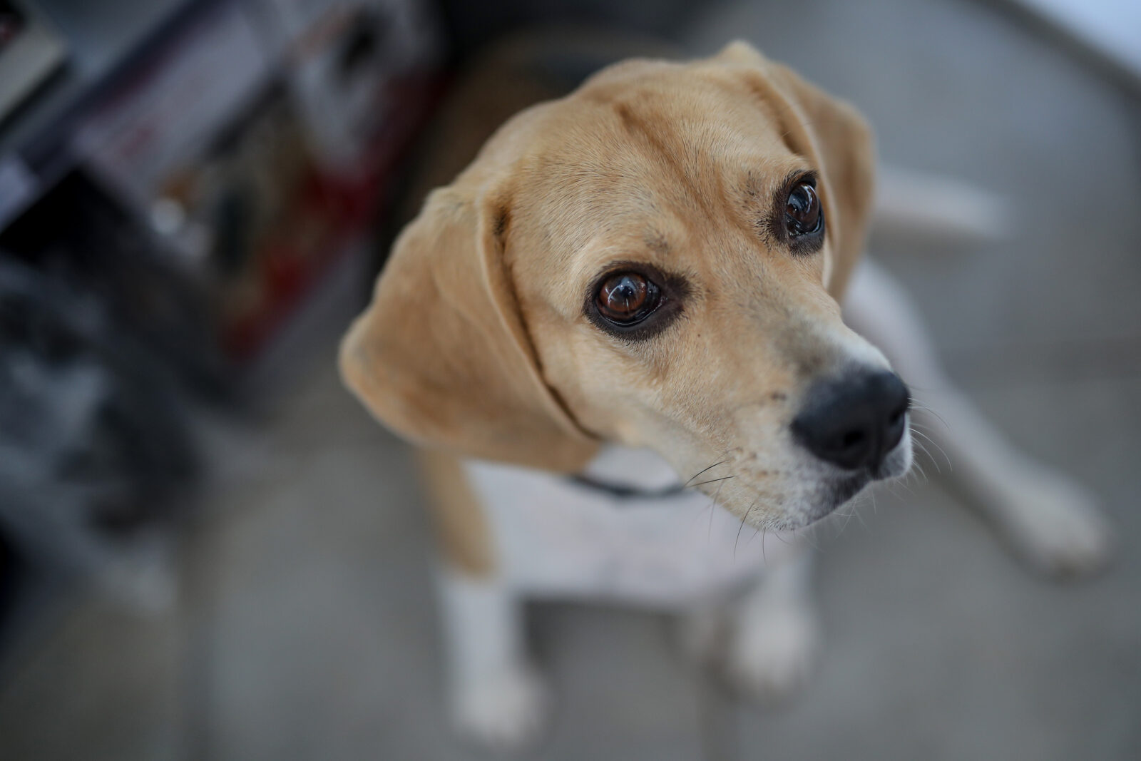 Zagreb: Uniko Pet Shop