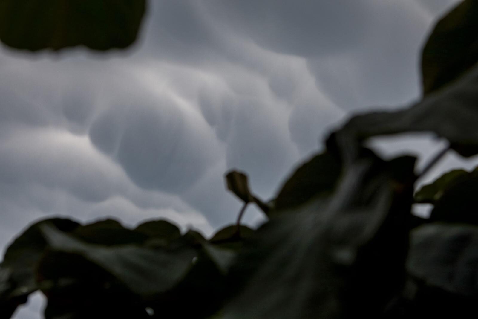 Mammatus oblaci nad Zadrom