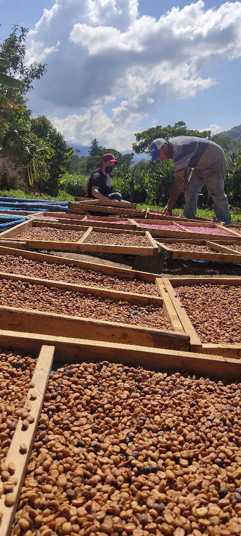 Venezuelan coffee industry bets on unique variety