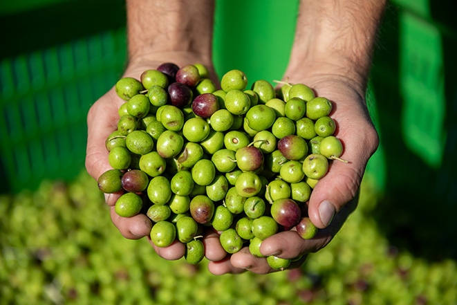 Uljara Torač Žbandaj 7