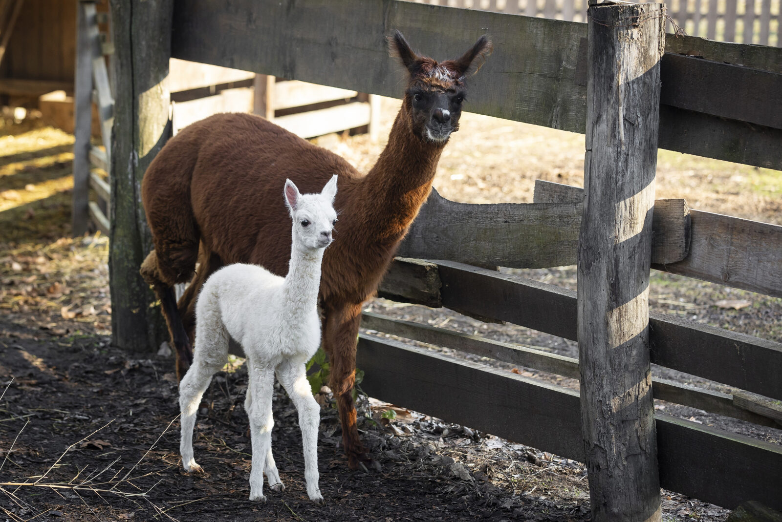 Veliko veselje u osječkom zoološkom vrtu, na svijet je došla beba alpaka