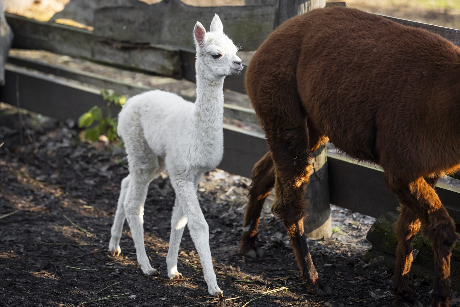 Veliko veselje u osječkom zoološkom vrtu, na svijet je došla beba alpaka