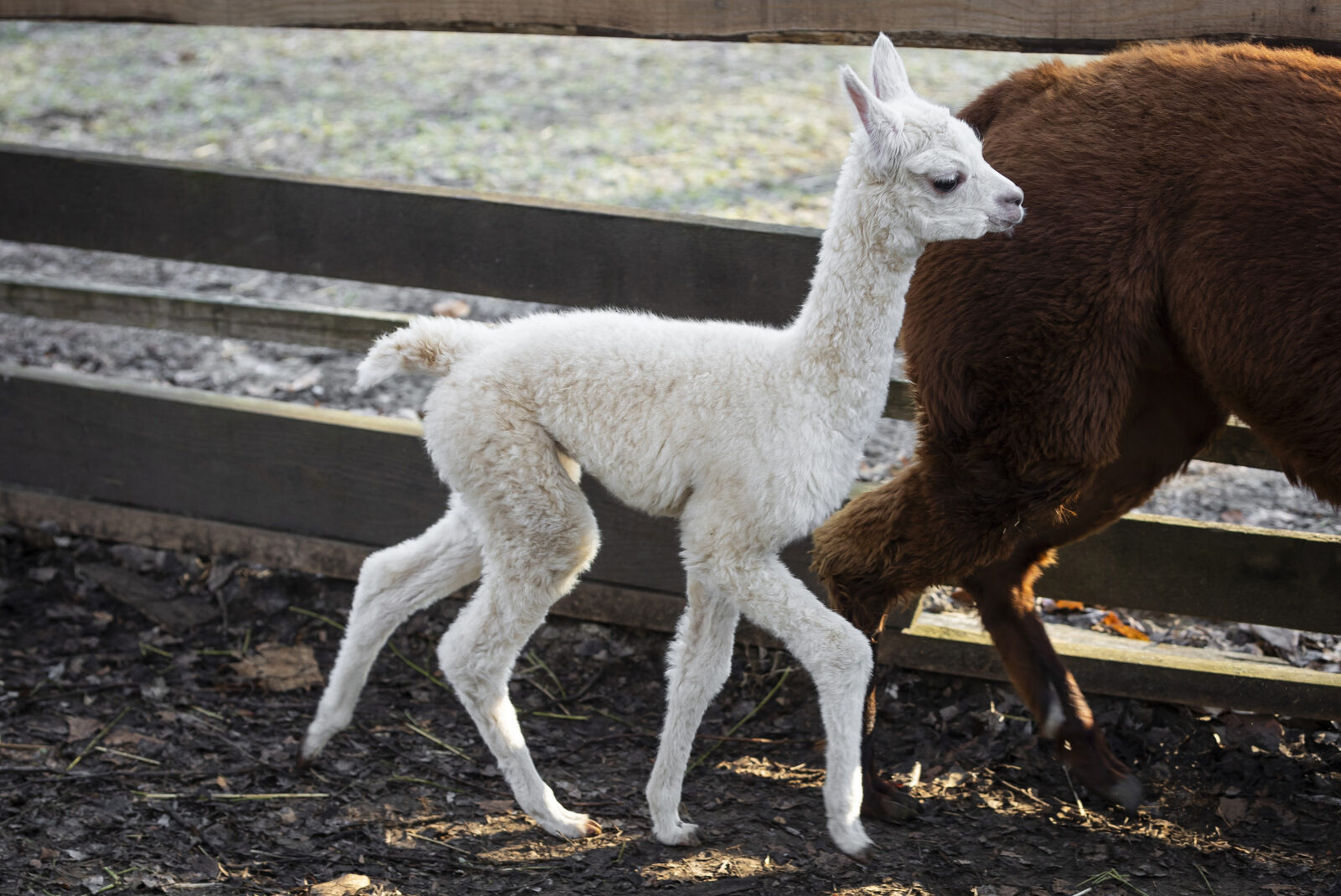 Veliko veselje u osječkom zoološkom vrtu, na svijet je došla beba alpaka