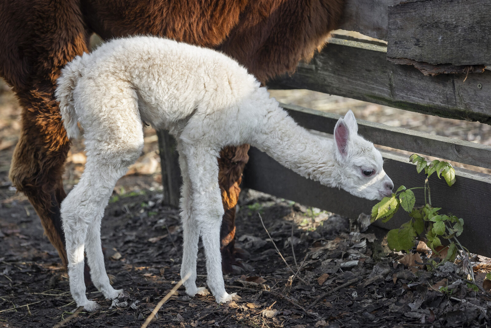 Veliko veselje u osječkom zoološkom vrtu, na svijet je došla beba alpaka