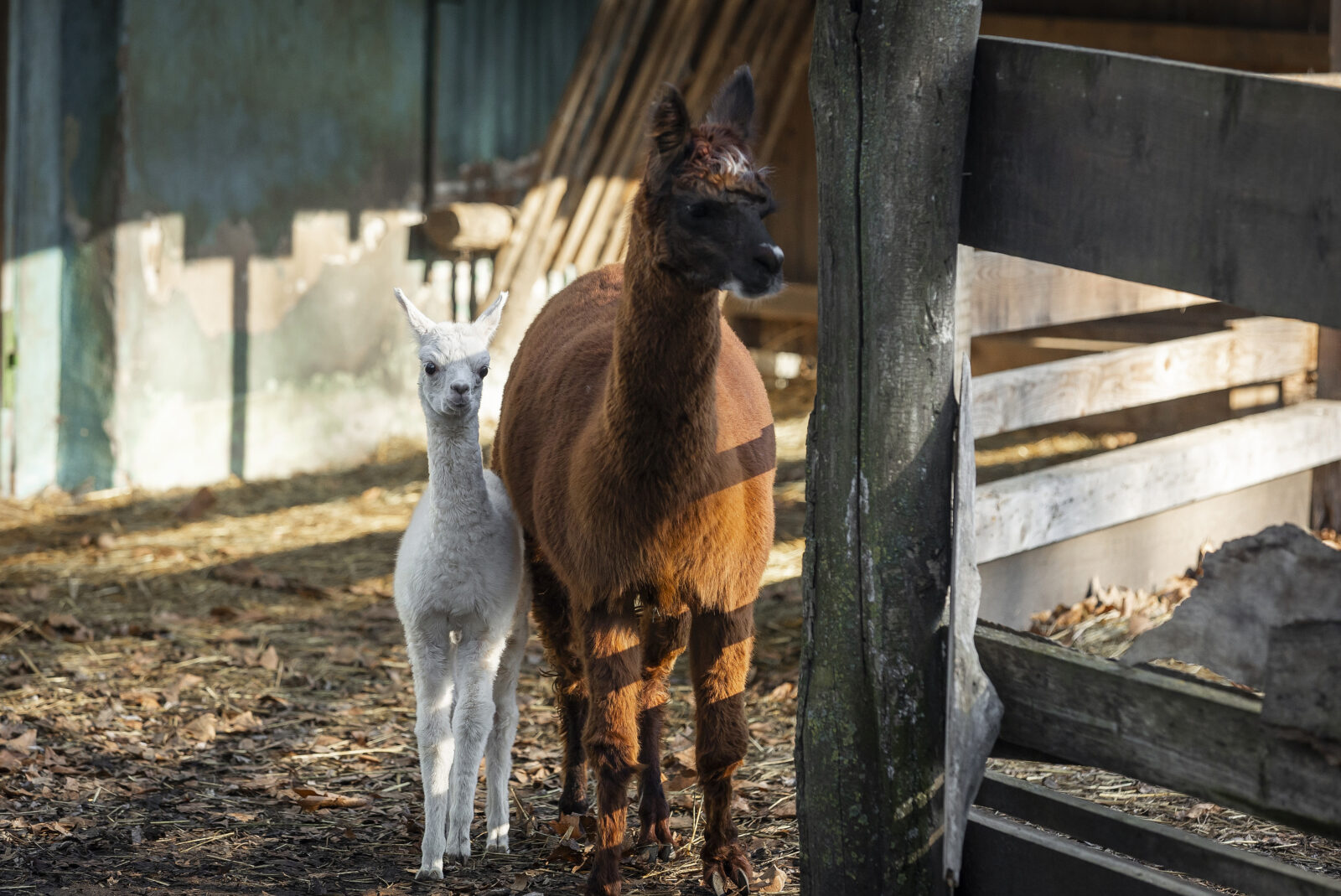 Veliko veselje u osječkom zoološkom vrtu, na svijet je došla beba alpaka