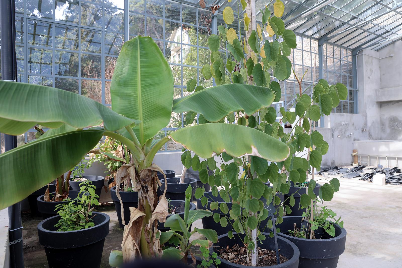 Split: Na Marjanu otvoren Botanički vrt