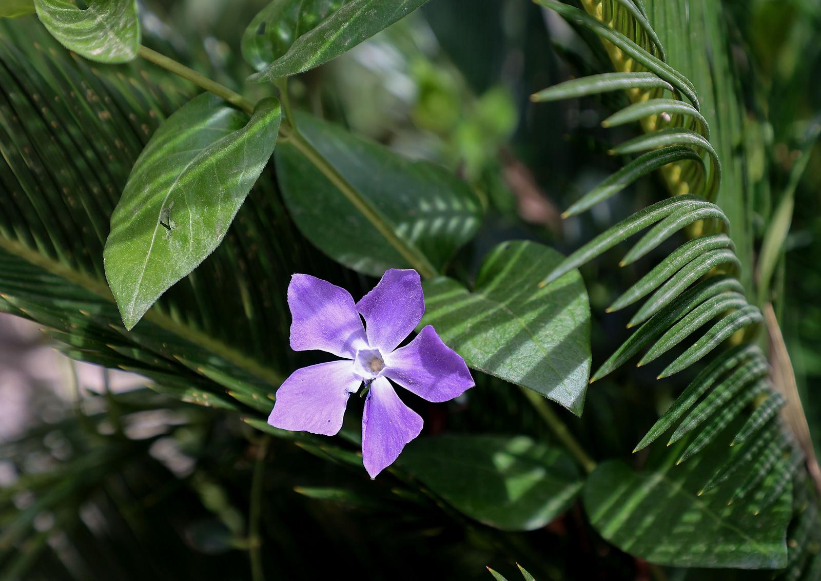 Split: Na Marjanu otvoren Botanički vrt